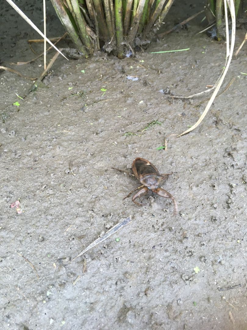 【れんげ米　玄米20.0kg コシヒカリ又はあさひの夢】　栽培期間中農薬不使用