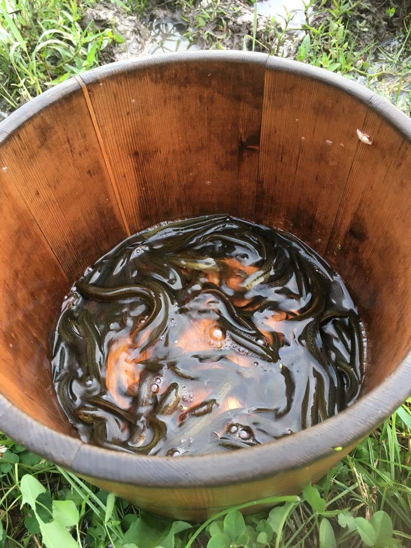 【れんげ米　玄米20.0kg コシヒカリ又はあさひの夢】　栽培期間中農薬不使用