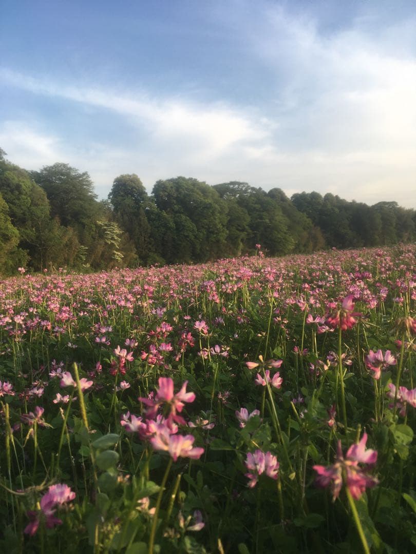 【れんげ米　玄米20.0kg コシヒカリ又はあさひの夢】　栽培期間中農薬不使用