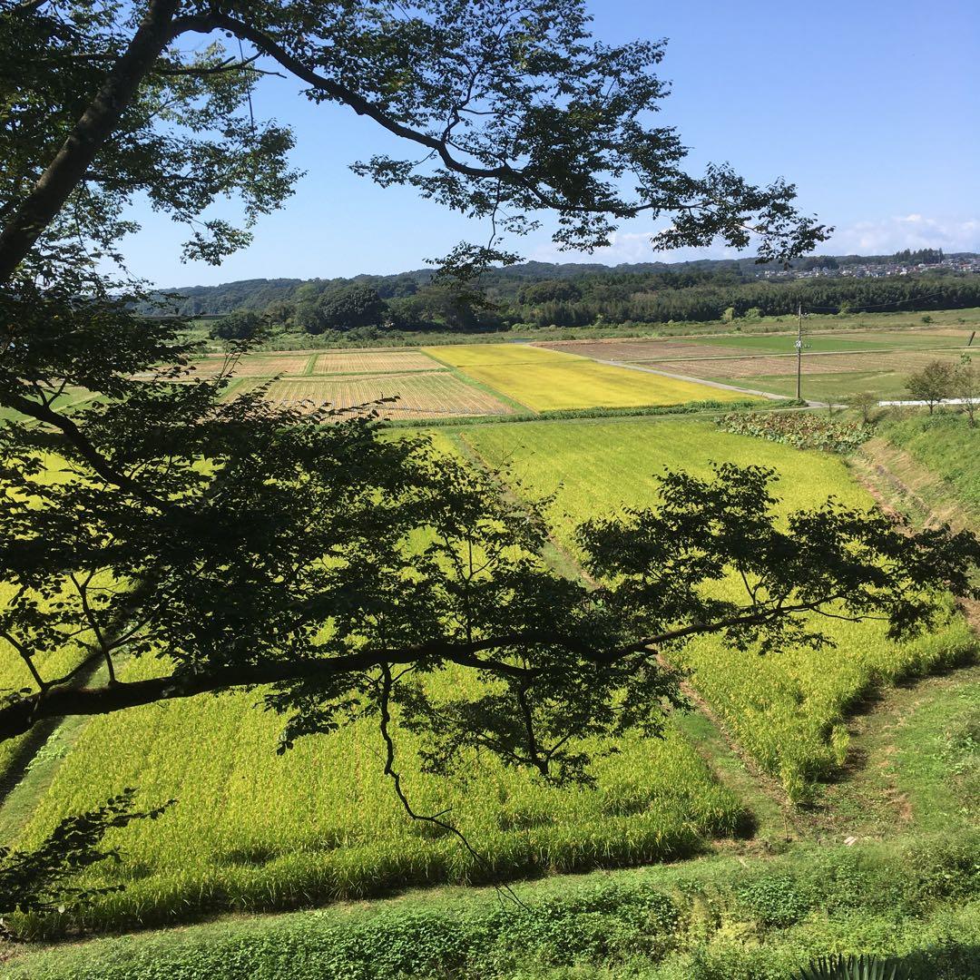 【れんげ米　玄米20.0kg コシヒカリ又はあさひの夢】　栽培期間中農薬不使用