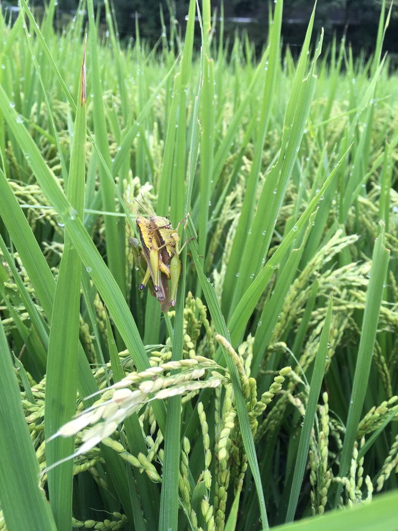 【れんげ米　玄米20.0kg コシヒカリ又はあさひの夢】　栽培期間中農薬不使用