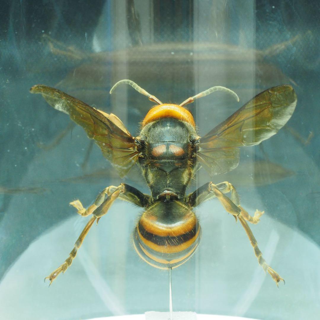 オオスズメバチ　女王蜂　立体標本2501