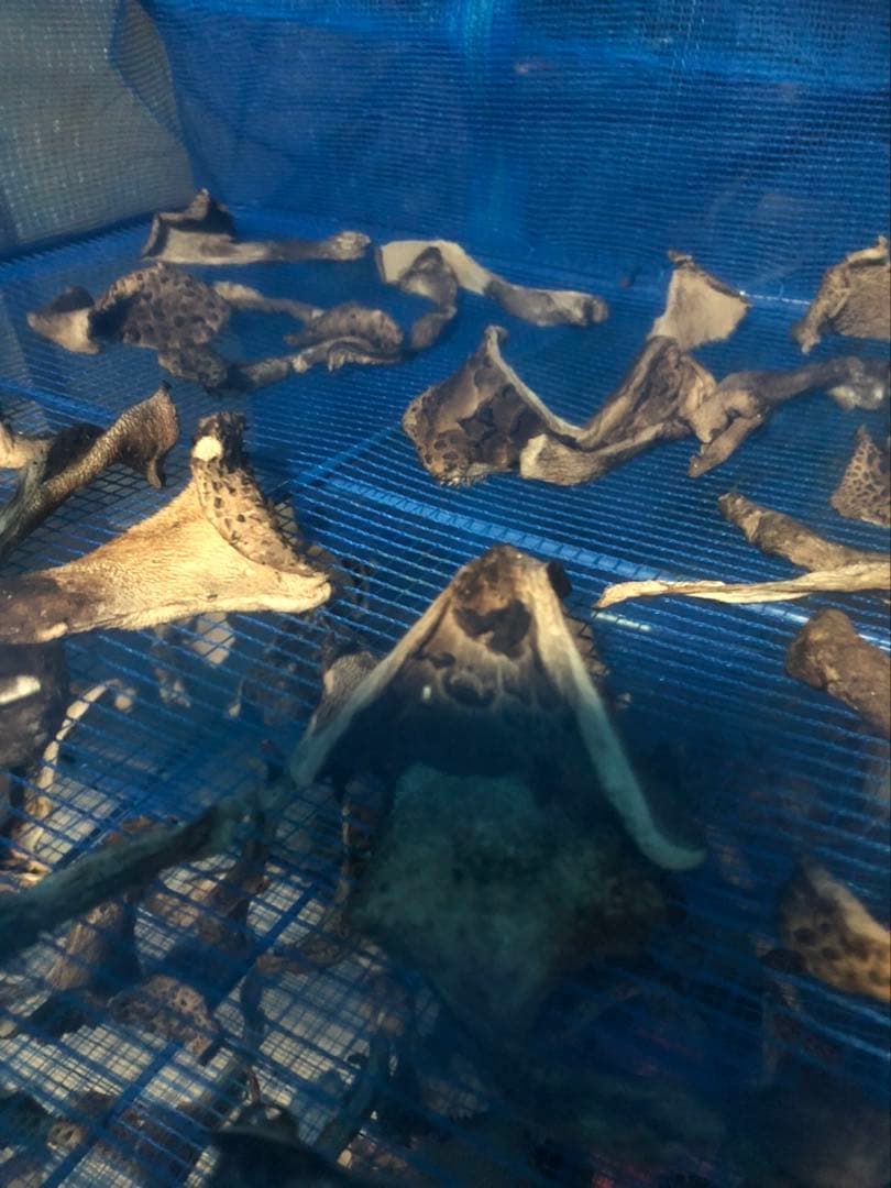 てるてる　島根県産　乾燥　香茸　300g