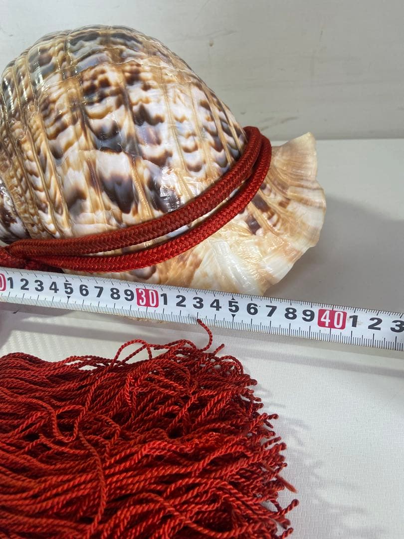修験道法螺貝　赤紐付き　ほら貝　ホラガイ　袋付き　和楽器　熊よけ　特大