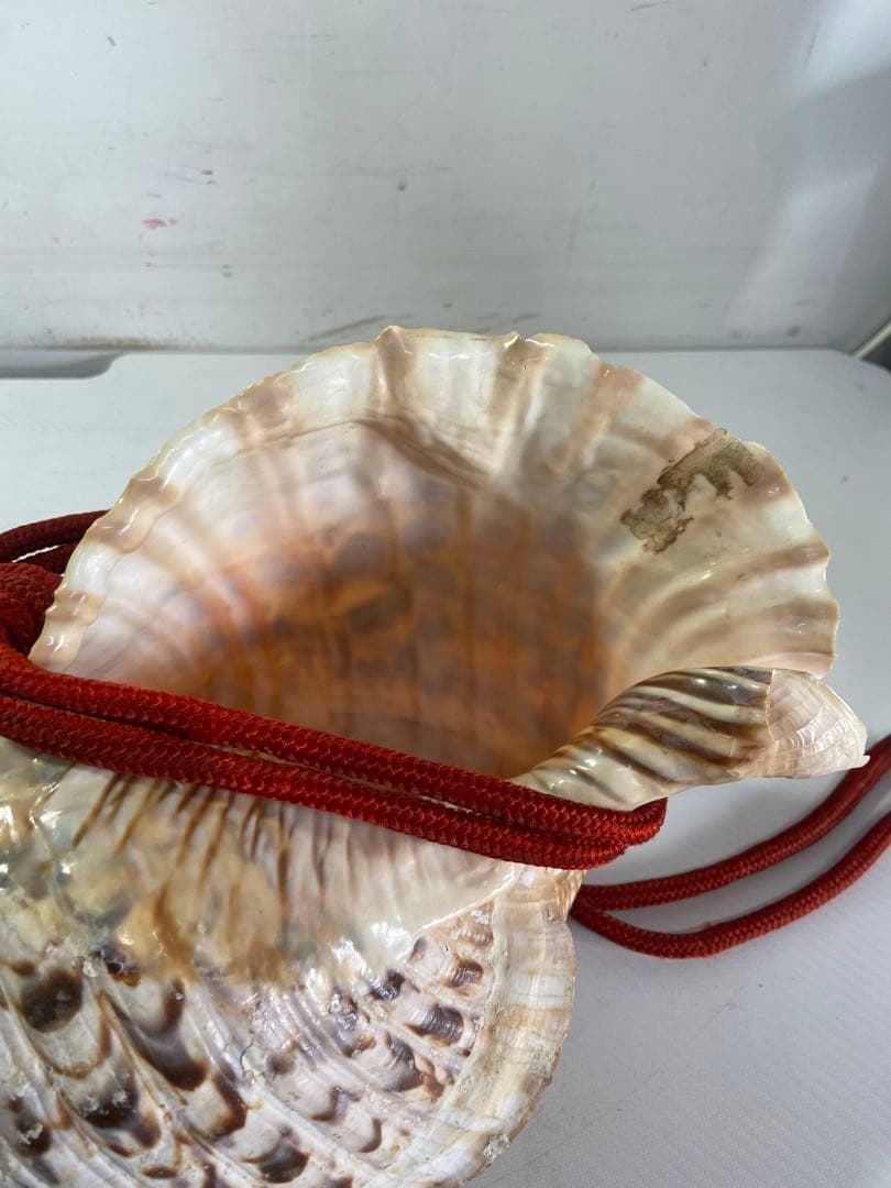 修験道法螺貝　赤紐付き　ほら貝　ホラガイ　袋付き　和楽器　熊よけ　特大