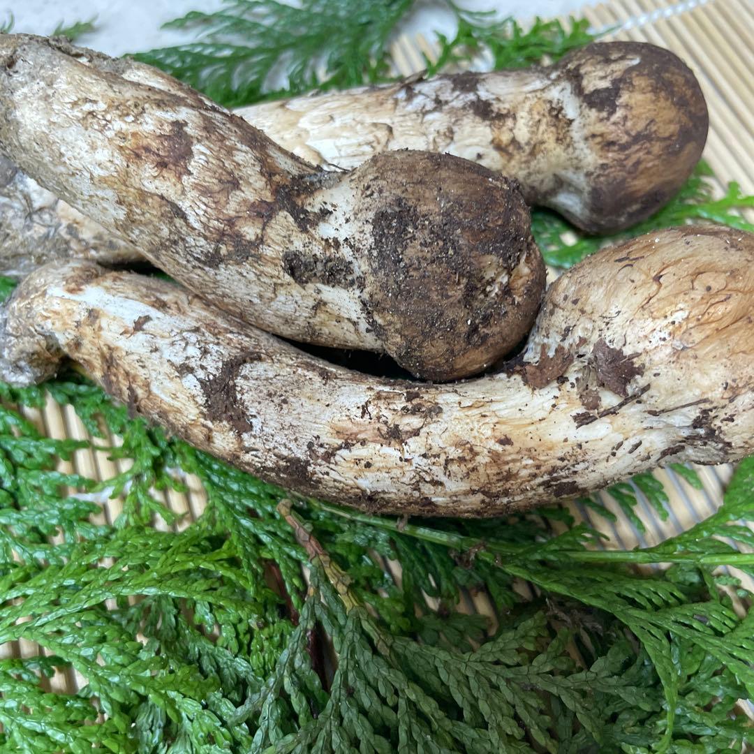 t*i様 広島県産　松茸