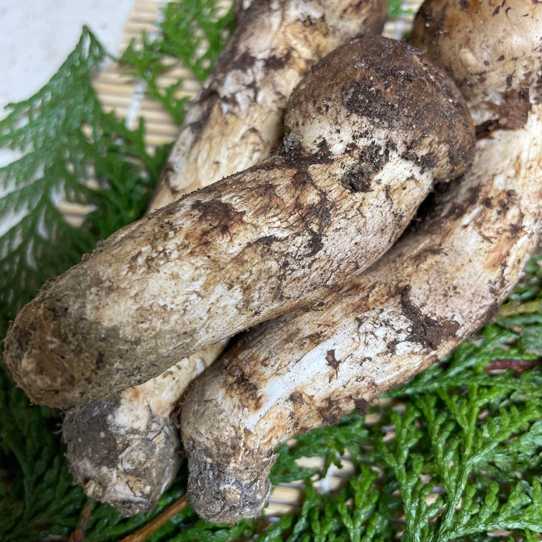 t*i様 広島県産　松茸