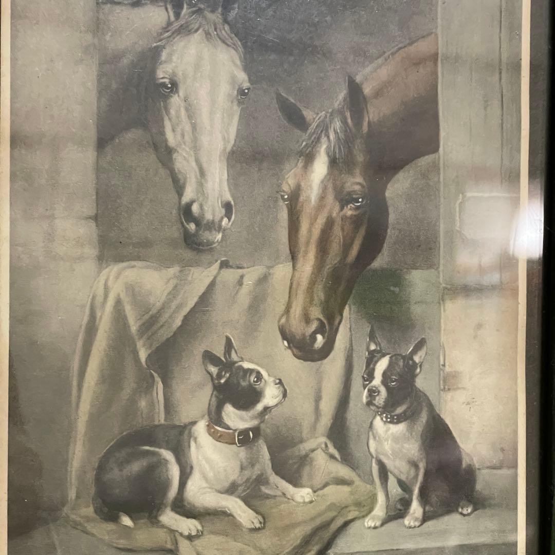 イギリス 動物 銅版画 カラー 約27cm x 28.8cm アンティーク