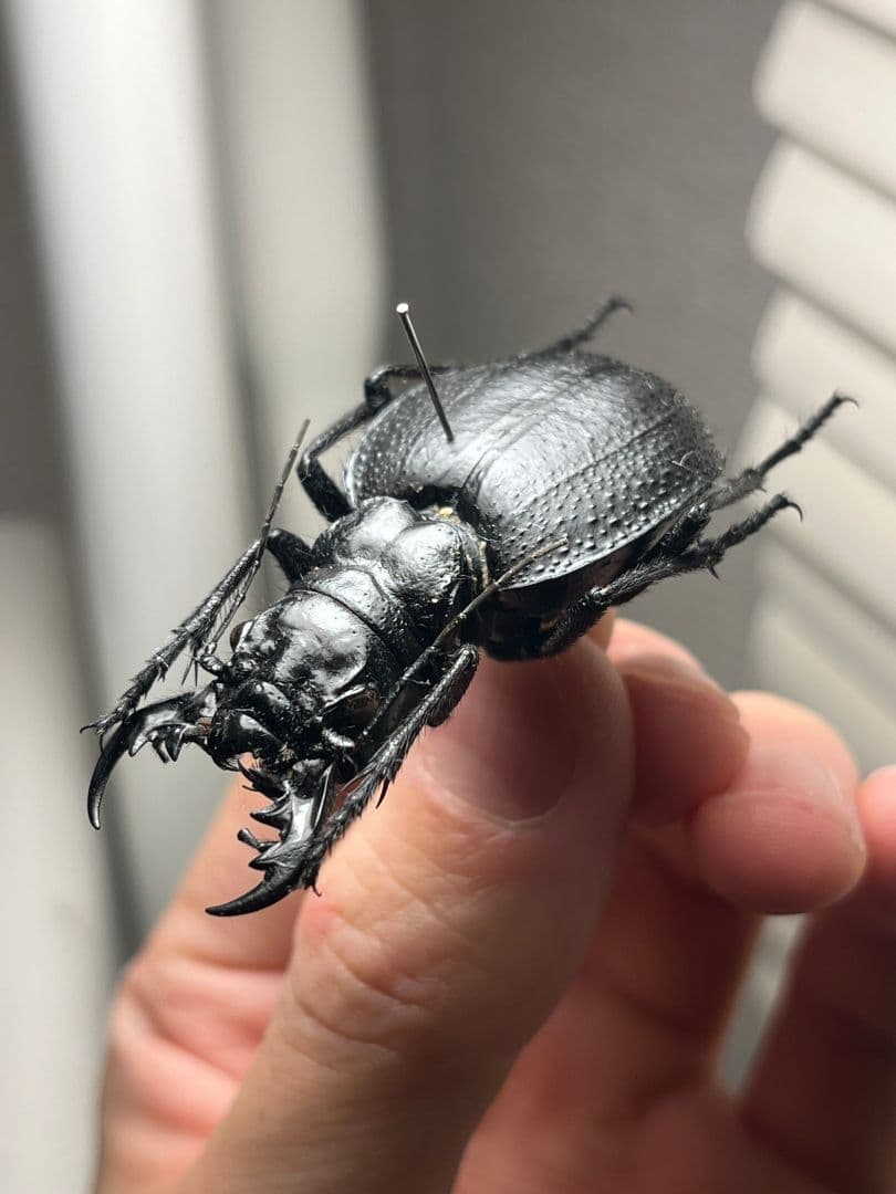 【52mm♀】オオエンマハンミョウ Manticora 昆虫標本