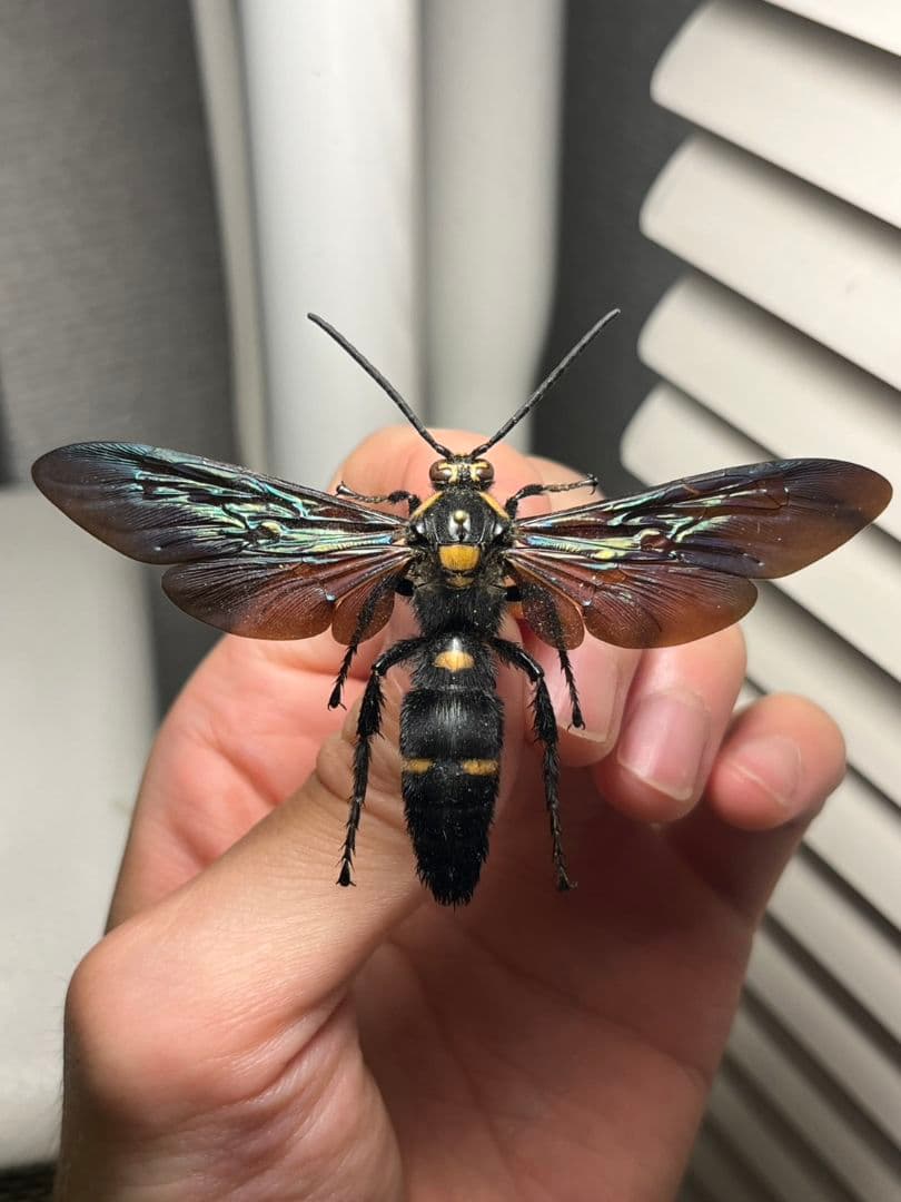 【雀蜂最大級】ツチバチ60mm Megascoliaハチトンボ