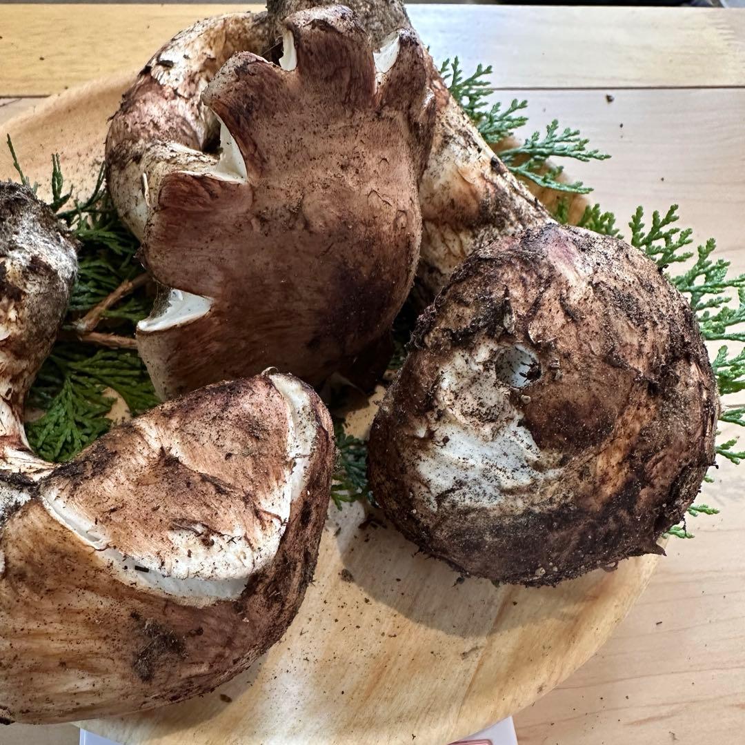 信州産松茸331g【訳あり】