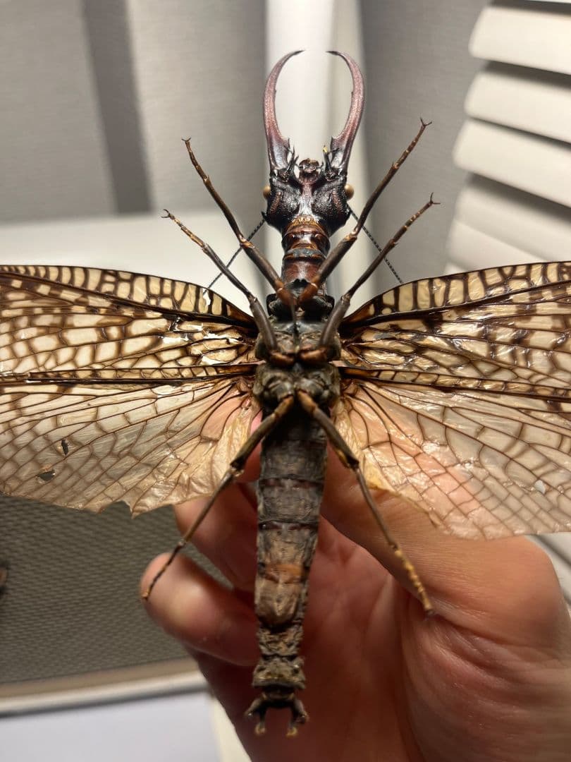 【巨大紅牙】オオキバヘビトンボ オオアゴヘビトンボ 昆虫標本 標本