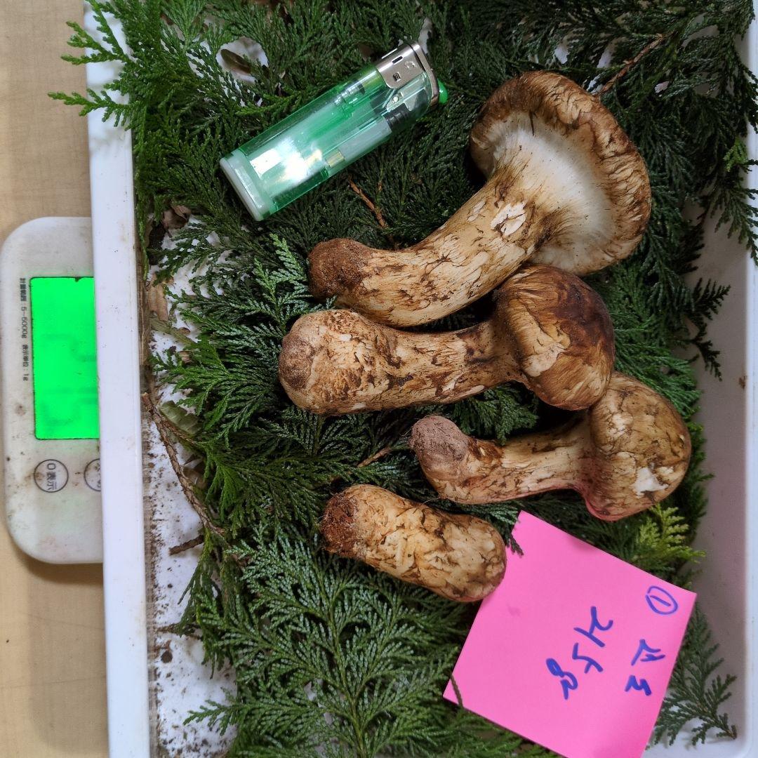 和歌山松茸 新鮮朝市　215㌘