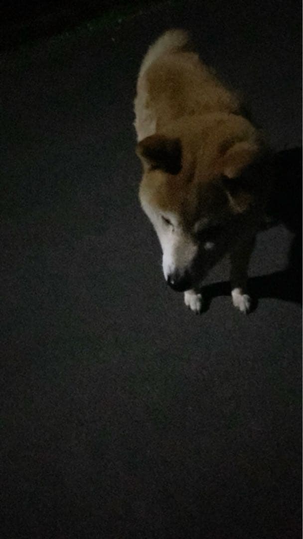 なつのフォトグラム集First