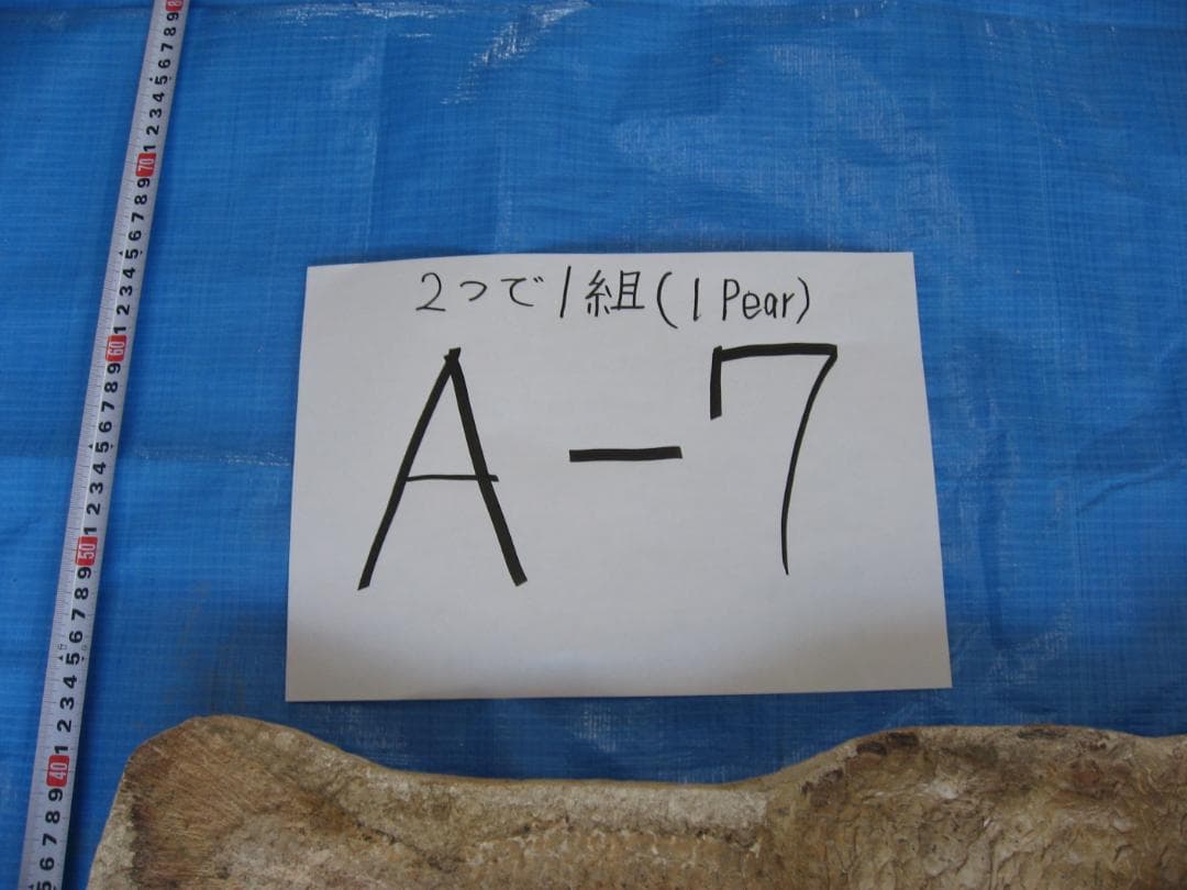 化石　A-7