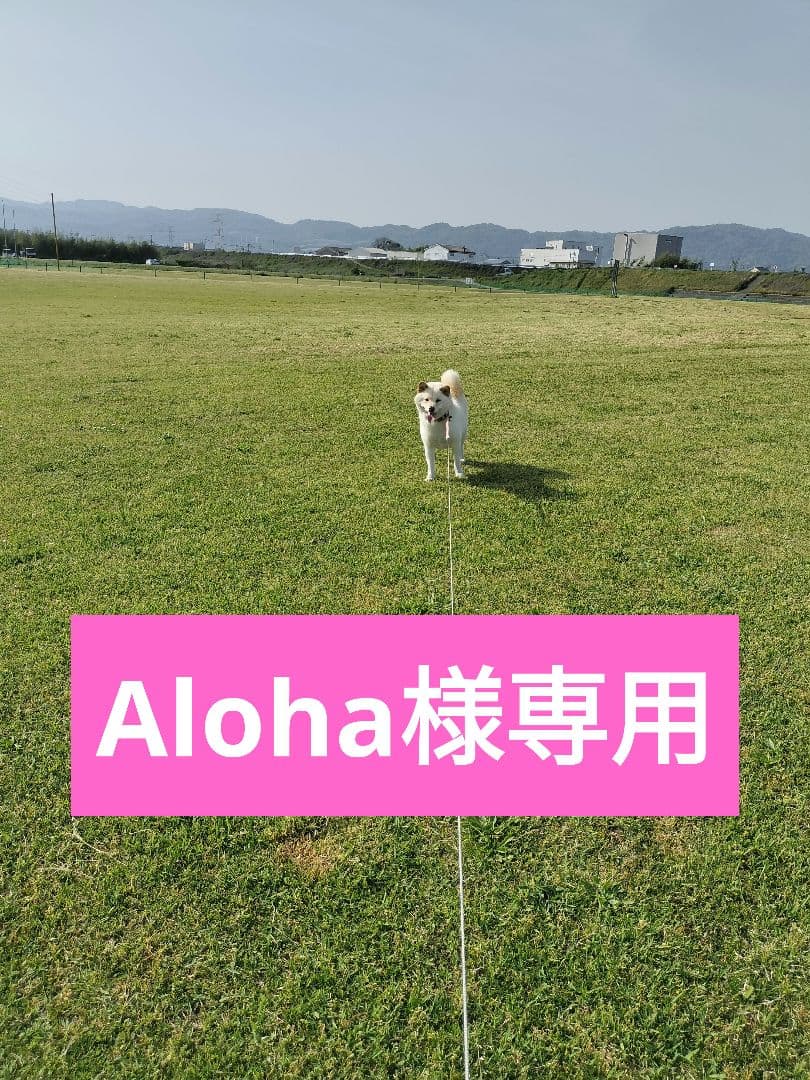 aloha　てんたかく1袋