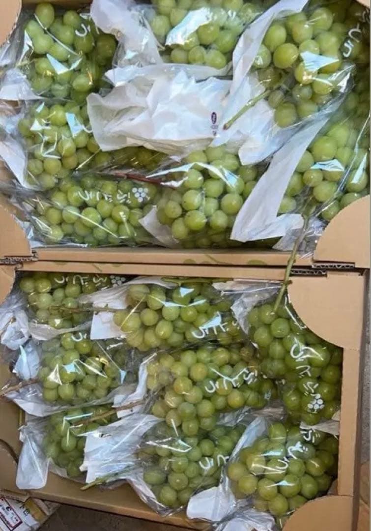 山形産シャインマスカット5キロ　9/21〜23発送