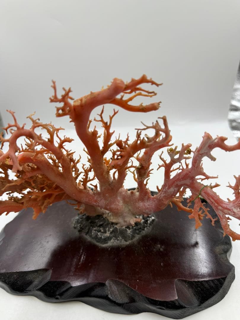 サンゴ置物