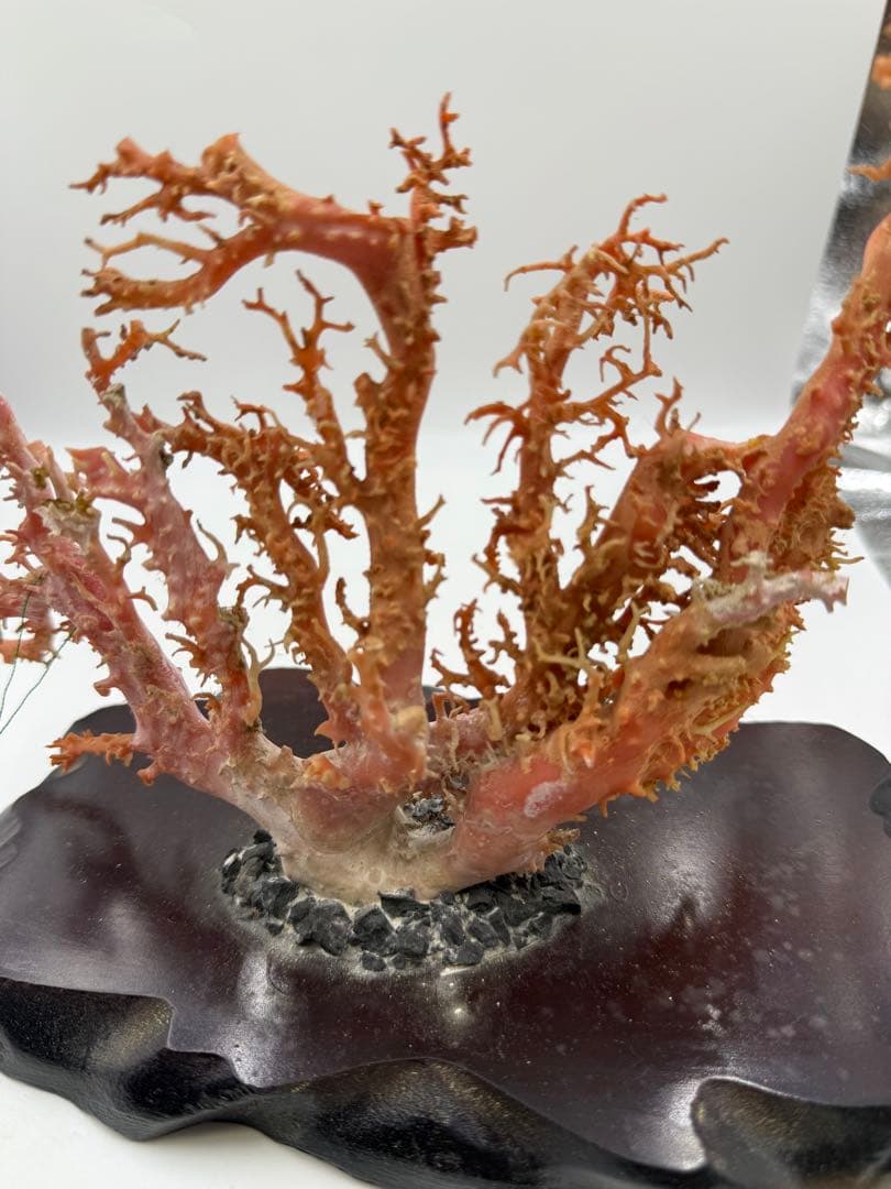 サンゴ置物