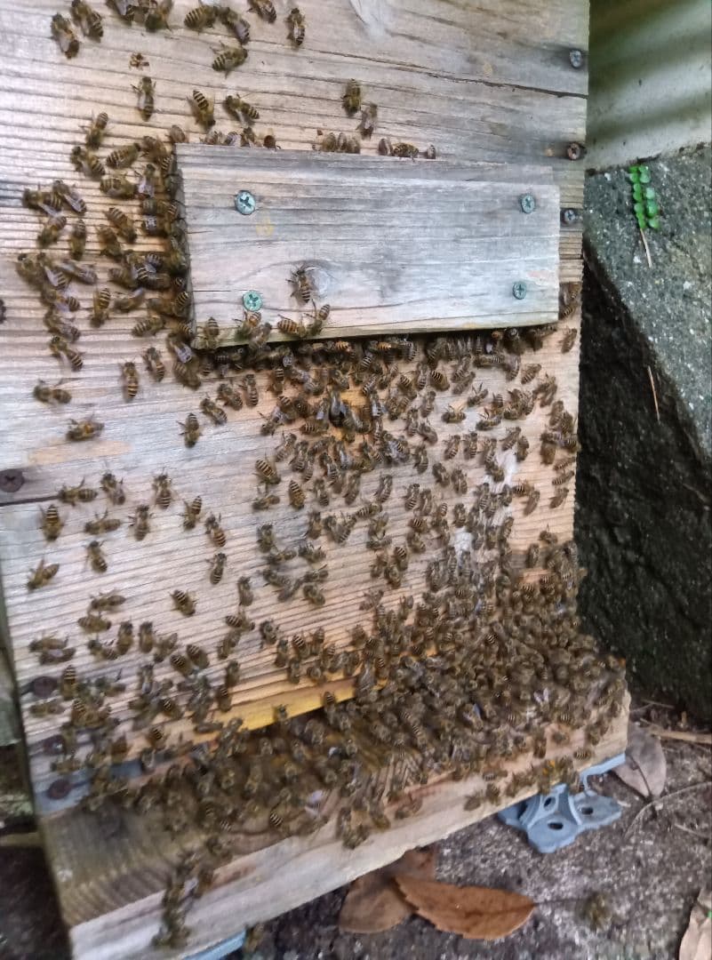 ニホンミツバチはちみつ　南国土佐の百花蜜2400g　無添加　無加工　たれ蜜