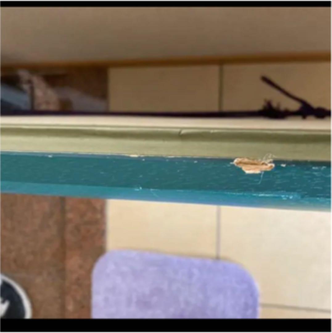 保証書あり‼️手渡し希望‼️矢口高雄先生直筆サイン入り　カワセミ　釣りキチ三平