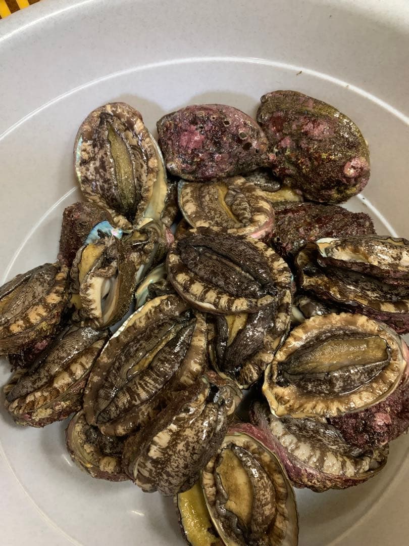 新物エゾアワビ大サイズ‼️1キロ入り‼️冷凍