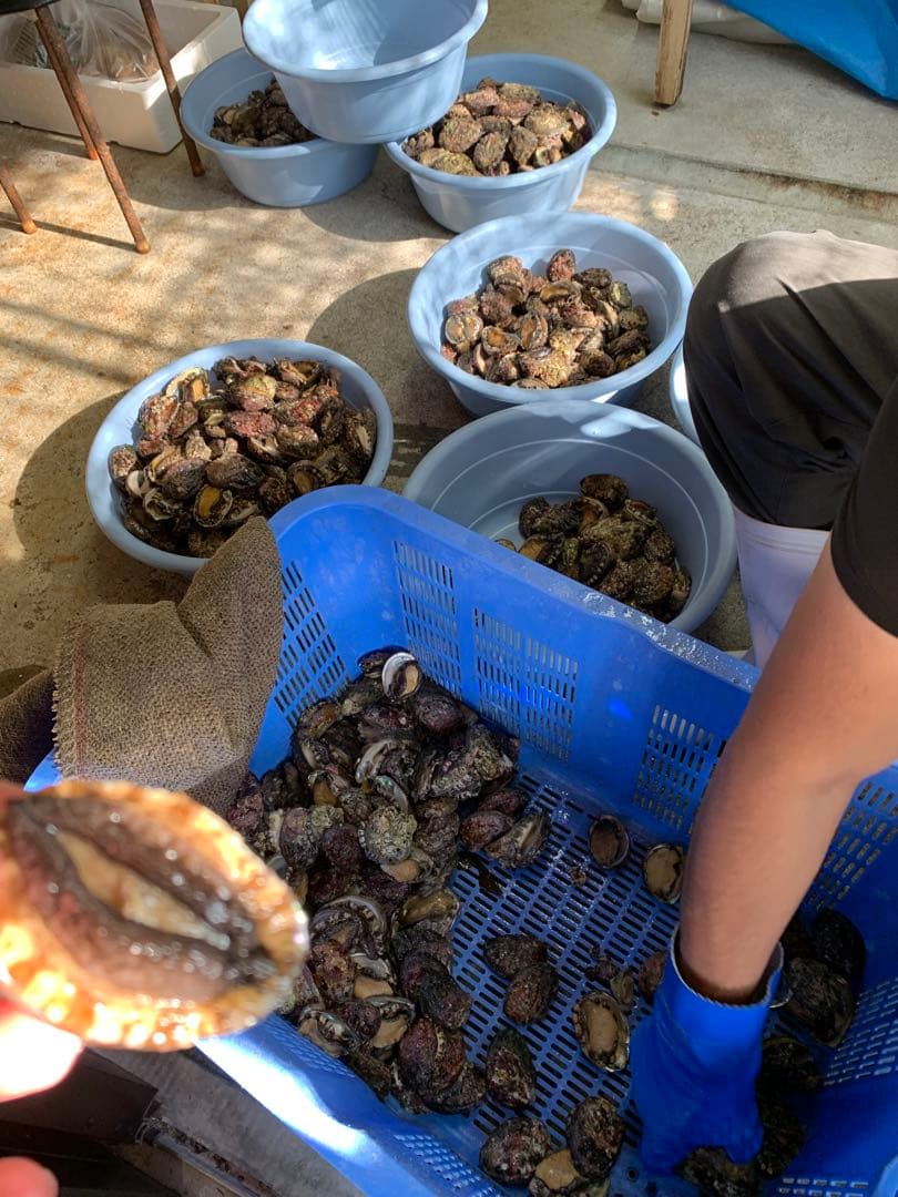 新物エゾアワビ大サイズ‼️1キロ入り‼️冷凍