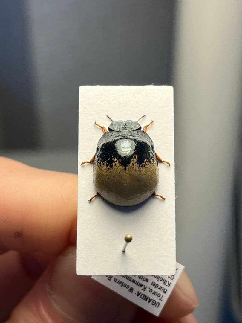 【♀】クワガタマルカメムシ 昆虫標本 ゾウムシ ハムシ フンチュウ タマムシ