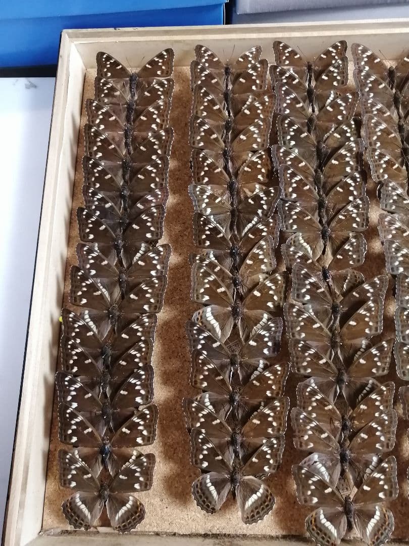 値下げ！ オオイチモンジ 北海道産 雄 × 雌 セット