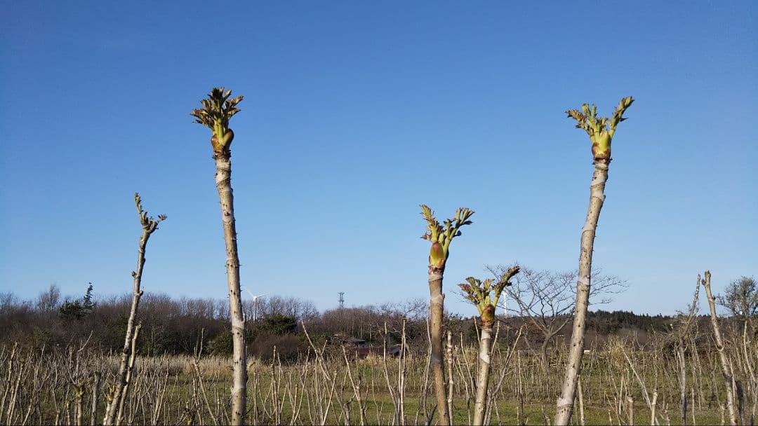 ⭐たらの芽 苗木⭐ ⭐20本⭐