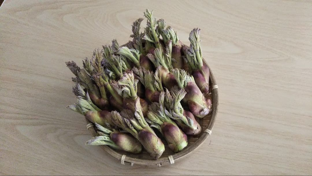 ⭐たらの芽 苗木⭐ ⭐20本⭐