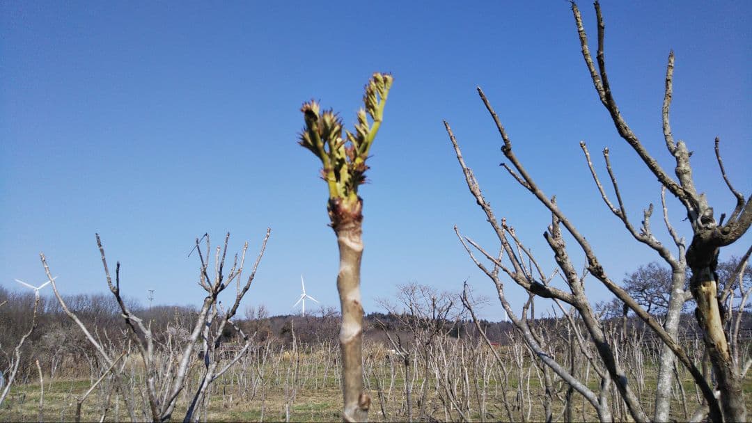⭐たらの芽 苗木⭐ ⭐20本⭐