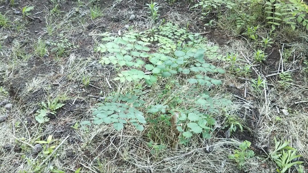 ⭐たらの芽 苗木⭐ ⭐20本⭐