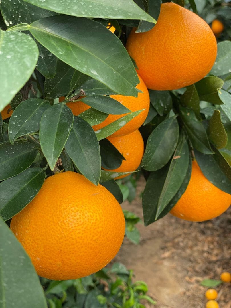 愛媛県産!!愛果28号(特選)L玉 12玉 空島まどんな