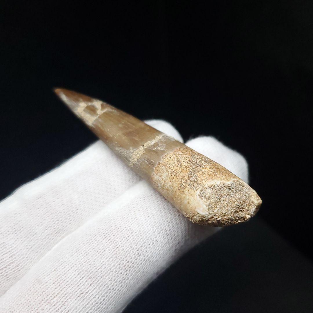 プレシオサウルス 化石 歯 本物 モロッコ産 56.5mm ケース付 pr109