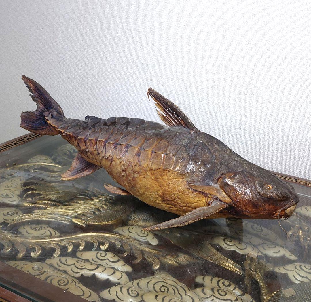 大ナマズ プテロドラス 大型剥製 はく製 レア 貴重 魚 アマゾン メガロドラス
