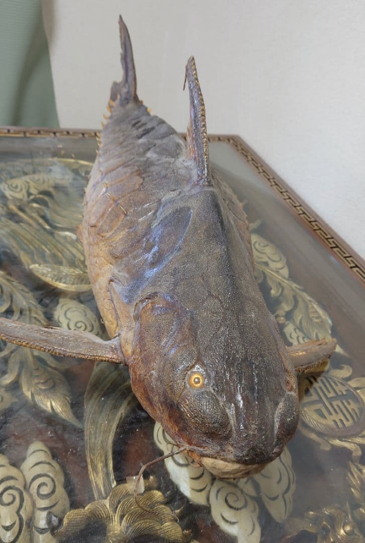 大ナマズ プテロドラス 大型剥製 はく製 レア 貴重 魚 アマゾン メガロドラス