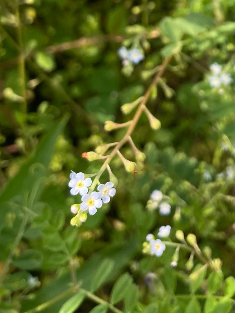 じゅん　ニホンミツバチ　生ハチミツ　1120g✖️2