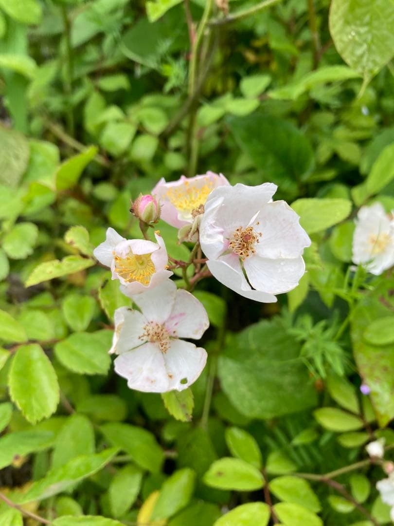 じゅん　ニホンミツバチ　生ハチミツ　1120g✖️2