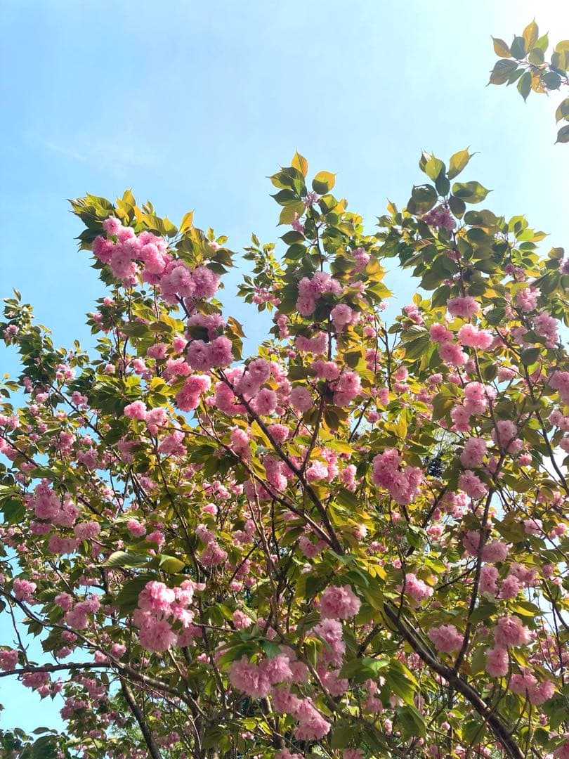 じゅん　ニホンミツバチ　生ハチミツ　1120g✖️2