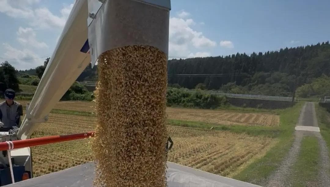 新潟県産コシヒカリ　白米10㎏