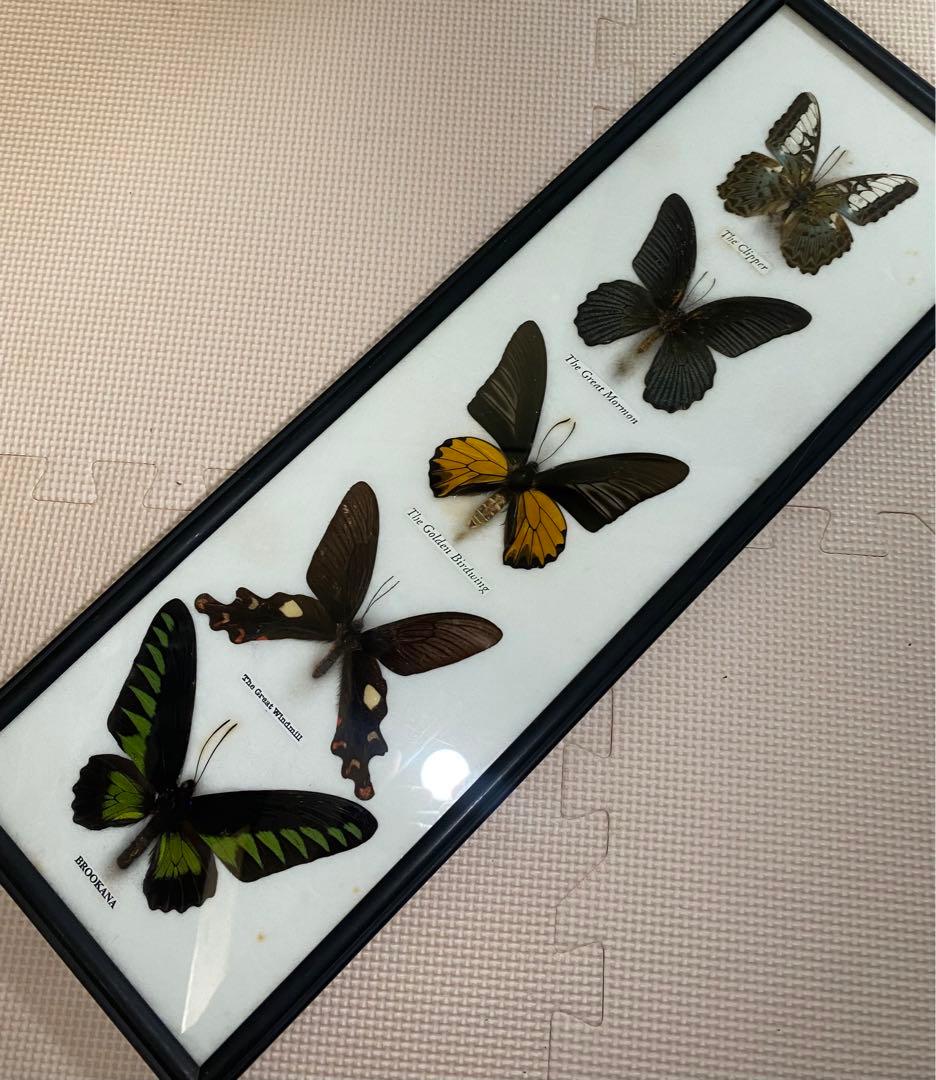 蝶標本 5体セット 壁掛け アンティーク クリニャンクール