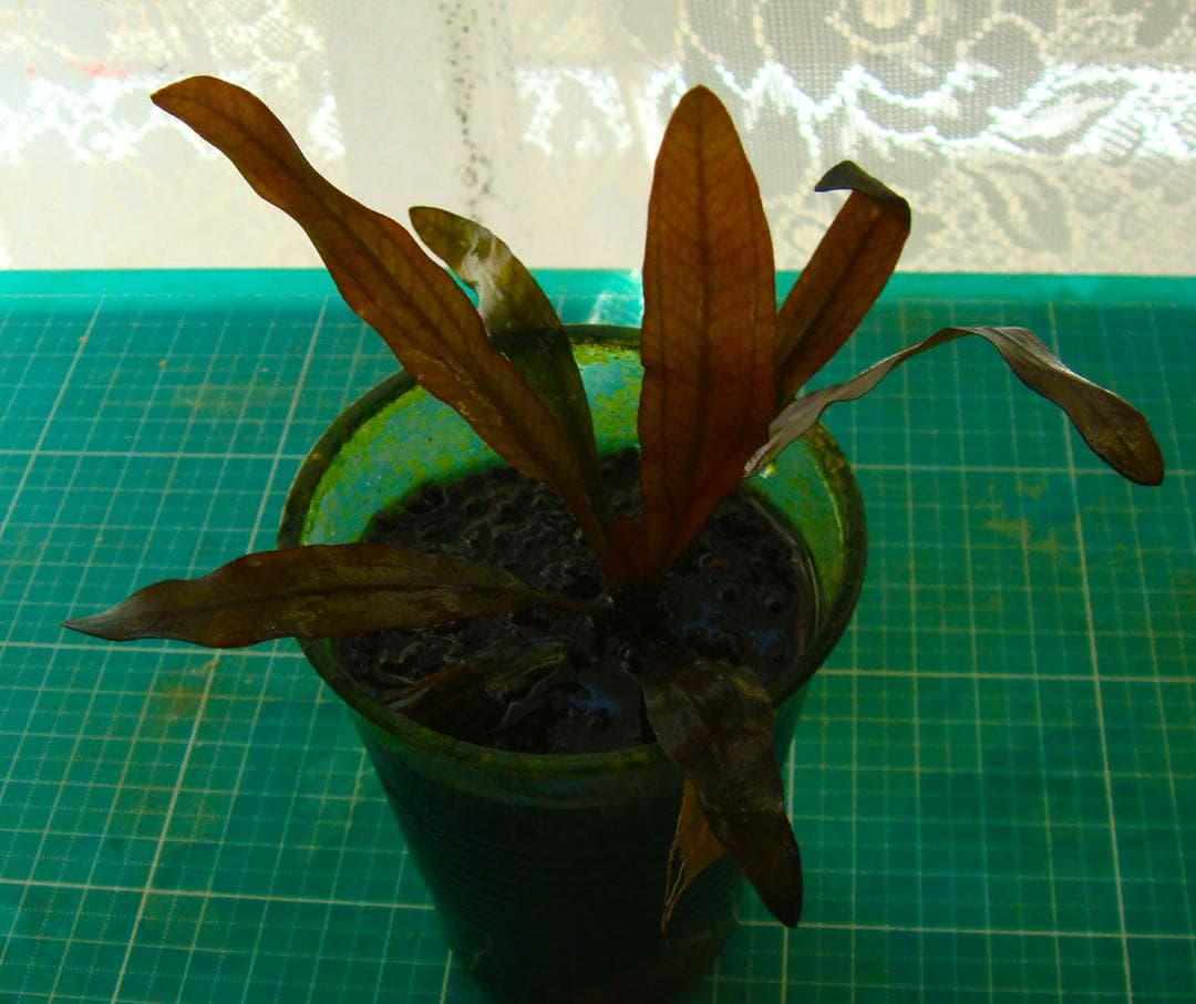 お*い様 エキノドルス ホレマニー ブラッドレッド (水中葉)