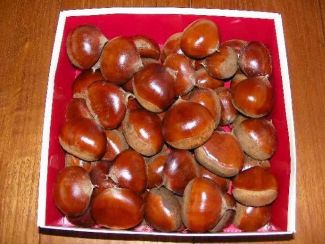 栗　大粒！幅40mm程度サイズ 5k　取り扱いの難しい無燻蒸で熟成させた　生栗！