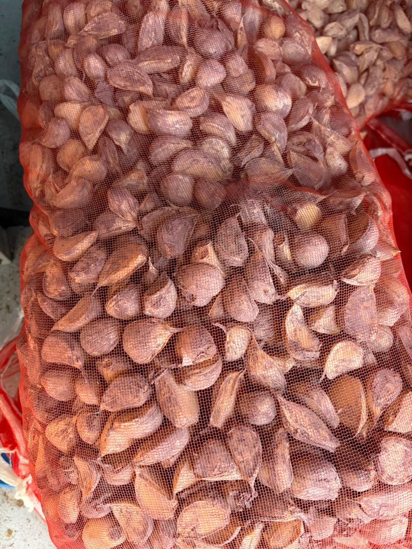 青森県産 福地ホワイト六片 にんにく 種用 Ｍ 10ｋｇ 消毒