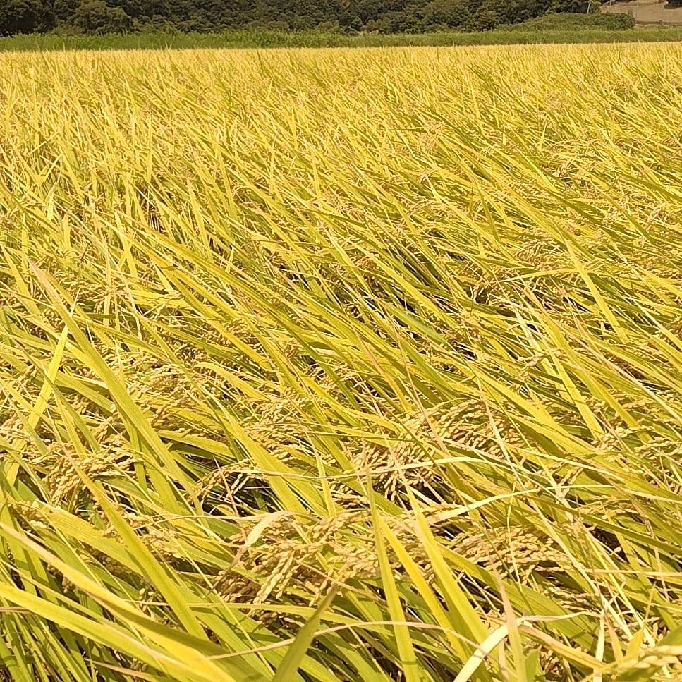 令和7年産 茨城県産 コシヒカリ 白米 精米代込み 10Kg 10キロ ①