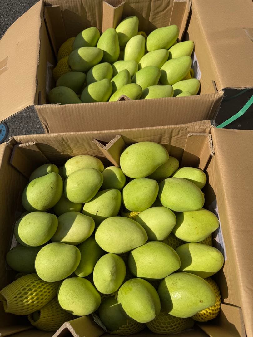 ベトナム産グリーンマンゴー約10kg（冷蔵発送）