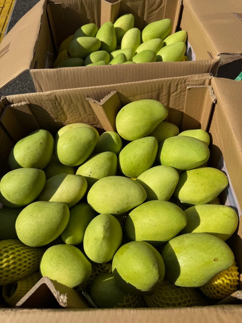 ベトナム産グリーンマンゴー約10kg（冷蔵発送）