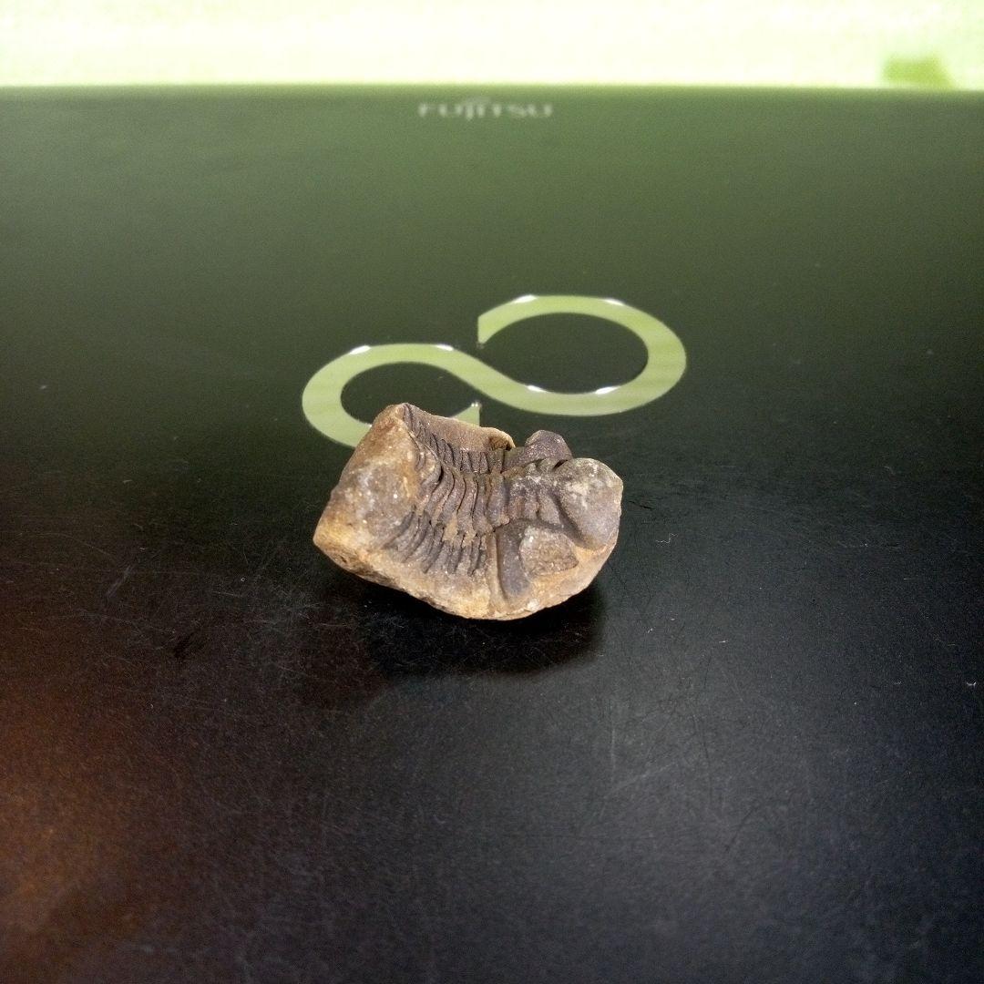 三葉虫　化石　fossil　海　ボリビア産　trilobite　海生動物種別⑤