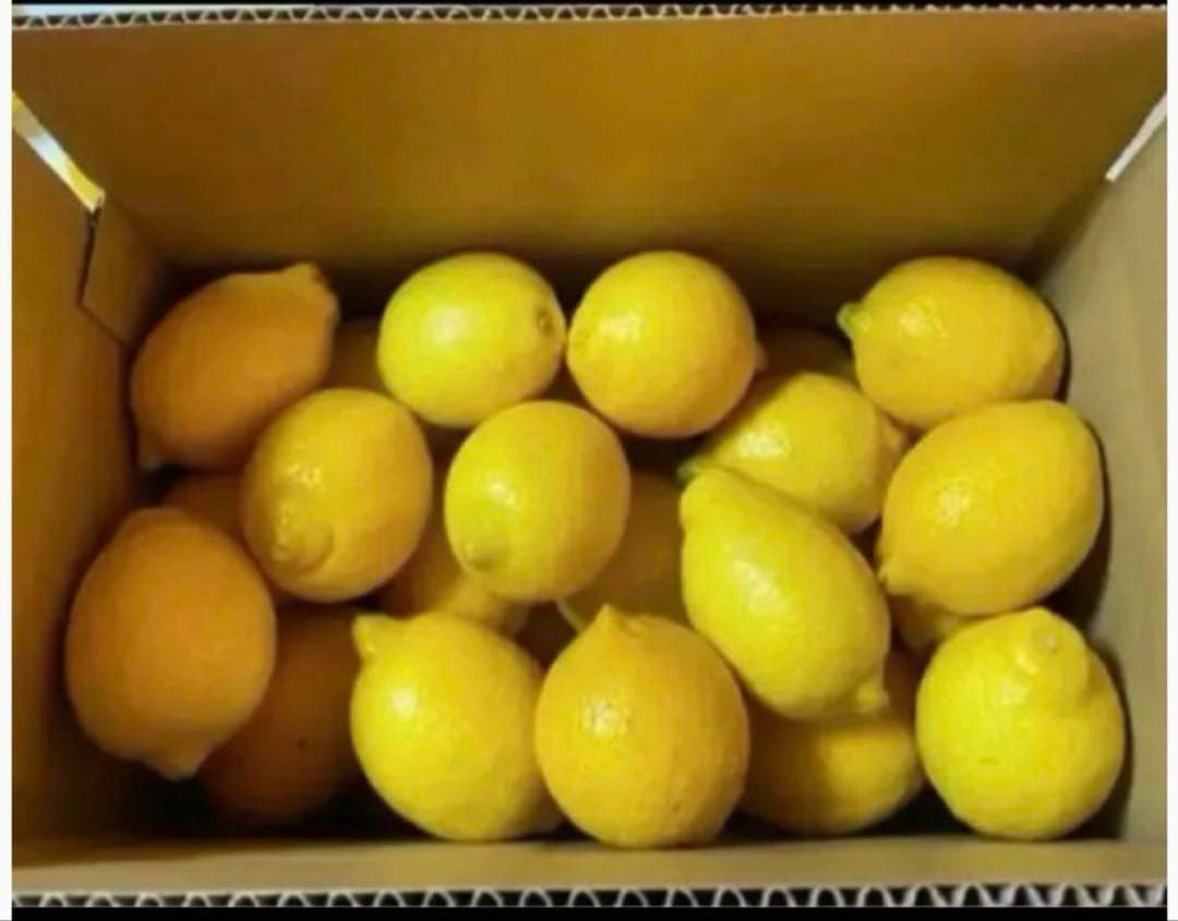 13国産瀬戸田レモン10kg前後